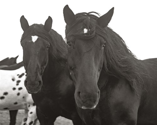 Equine Reflections - Nathan Kane