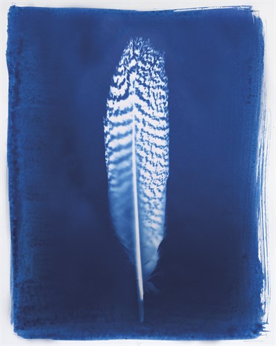 Pheasant Feather - Sarah Cheyne