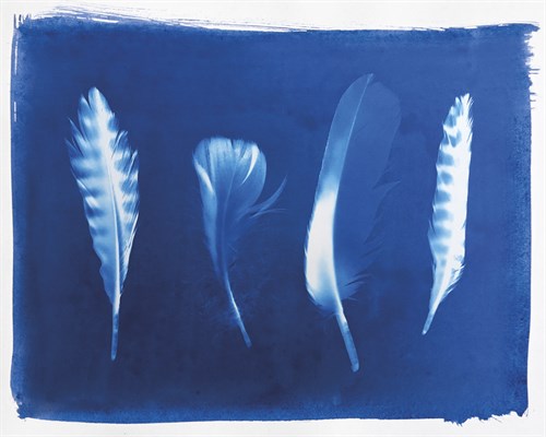 Woodland Bird's Feathers - Sarah Cheyne