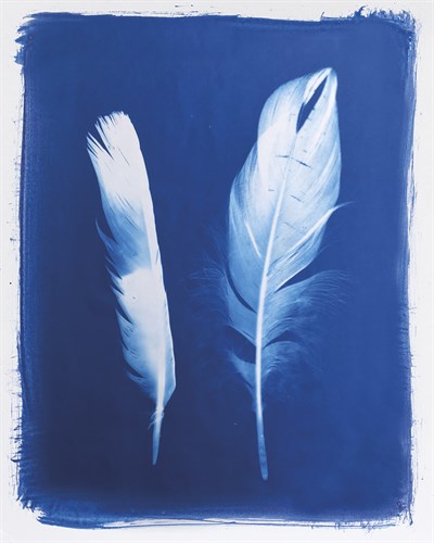 Swan and Magpie Feathers - Sarah Cheyne