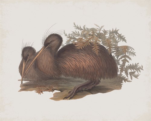 Apteryx Australis - John Gould