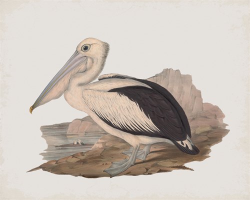 Cofanus - John Gould