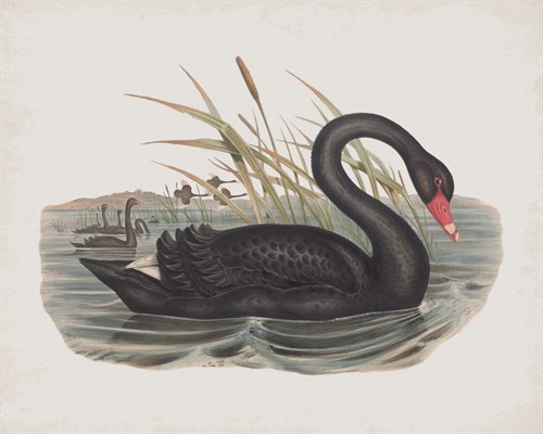 Cygnus Atratus - John Gould