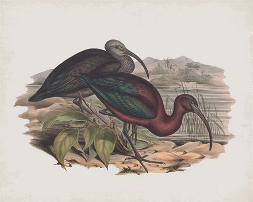 Falcinellus Igneus - John Gould