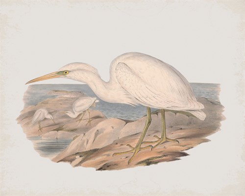Herodias Grey - John Gould