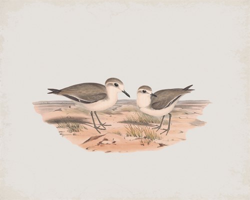 Hiaticula Inornata - John Gould
