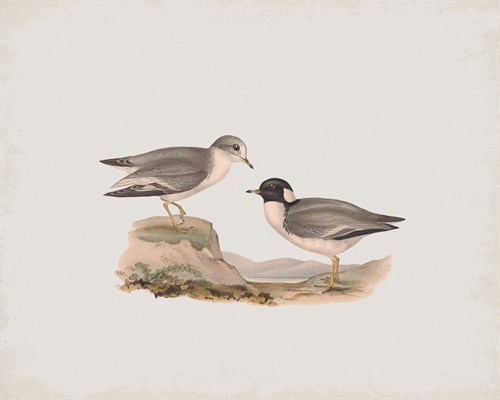 Hiaticula Monacha - John Gould