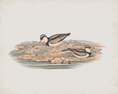 Hiaticula Nigrifrons - John Gould