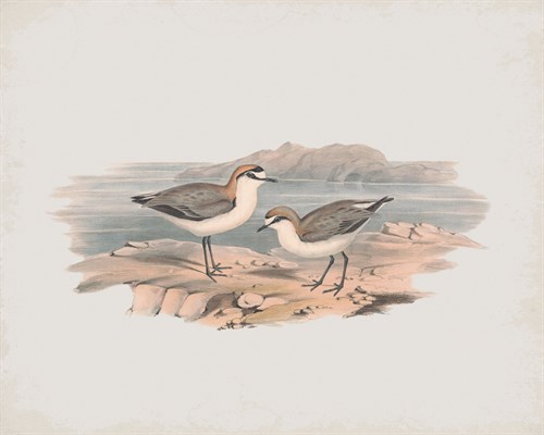 Hiaticula Ruficapilla - John Gould