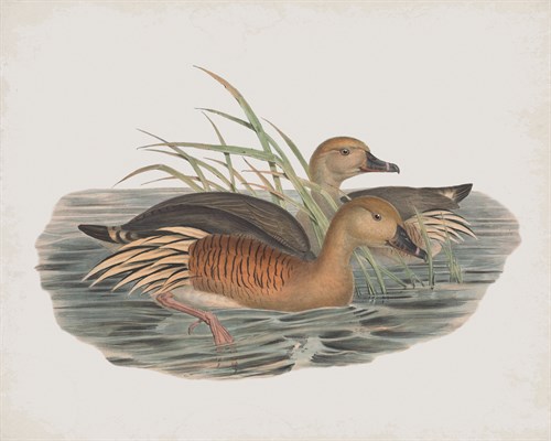 Leptotarsis Eytoni - John Gould