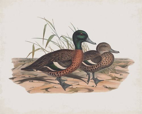 Mareca Punctata - John Gould