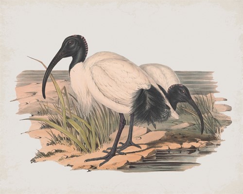 Threskiornis Strictipennis - John Gould