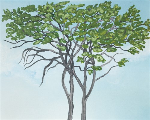 Giraffe Tree - Gaetan Caron