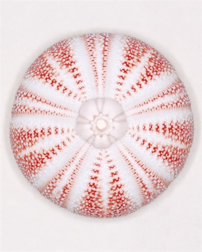 Sea Urchin - Coral Study - Ben Wood