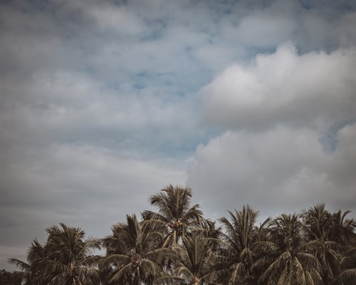 Daydream Palms - Florian Schleinig