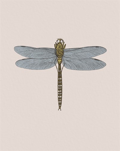 Anisoptera - Maria Mendez