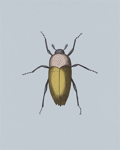 Coleoptera - Maria Mendez