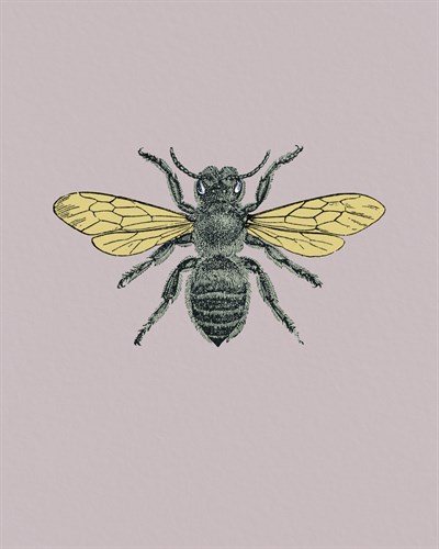 Anthophila - Maria Mendez