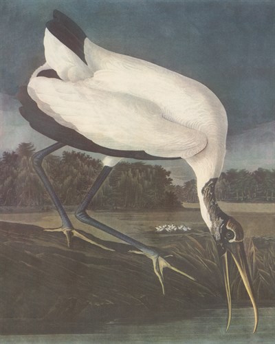 Wood Ibis - James Audubon