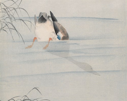 Wild Duck's Head Under Water - Ohara Koson