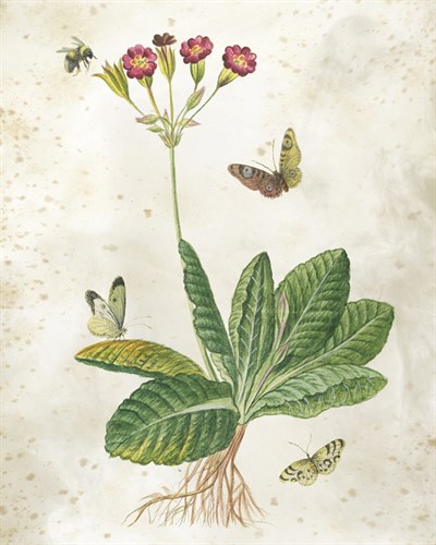 Primula Plant - The Vintage Collection