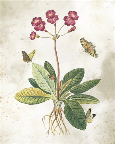 Primula Flower - The Vintage Collection