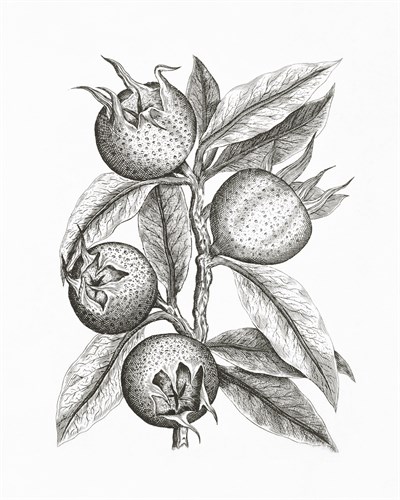 Mespilus Germanica - The Vintage Collection