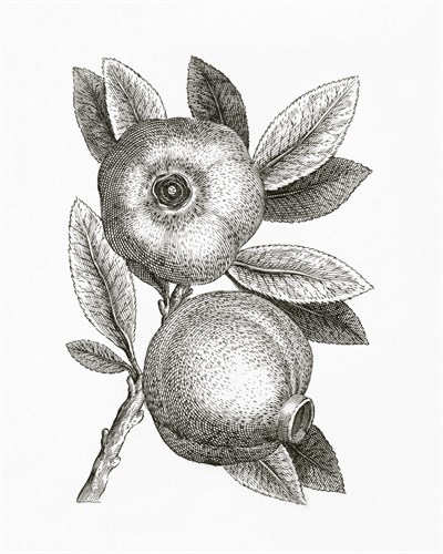 Granaatappel - The Vintage Collection