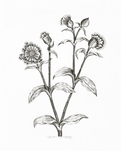 Dagkoekoeksbloem - The Vintage Collection
