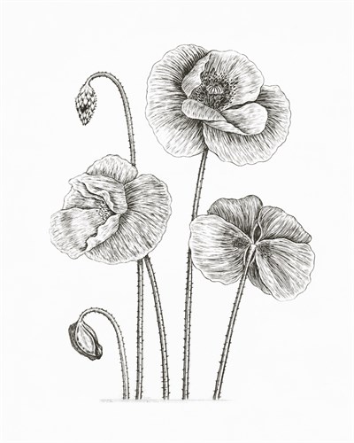 Grote Klaproos - The Vintage Collection