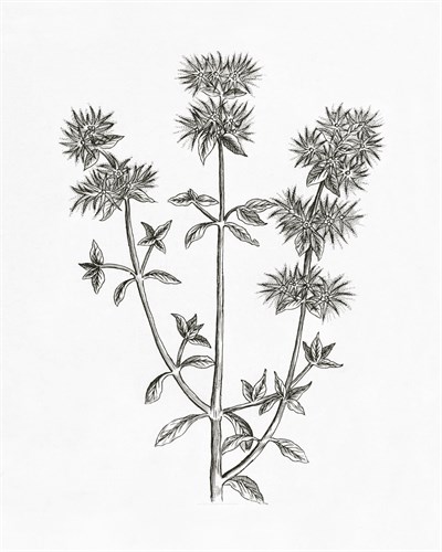 Marjolein - The Vintage Collection