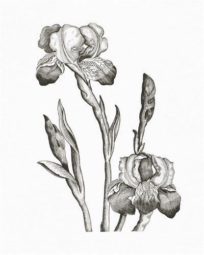 Baardiris - The Vintage Collection