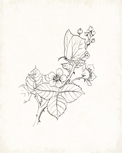 Blackberry Branch - The Vintage Collection