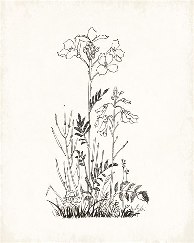 Cuckoo Flower - The Vintage Collection