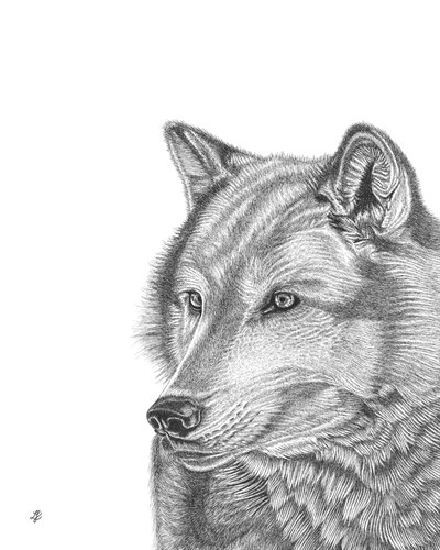Wolf Portrait  - Lucy Francis