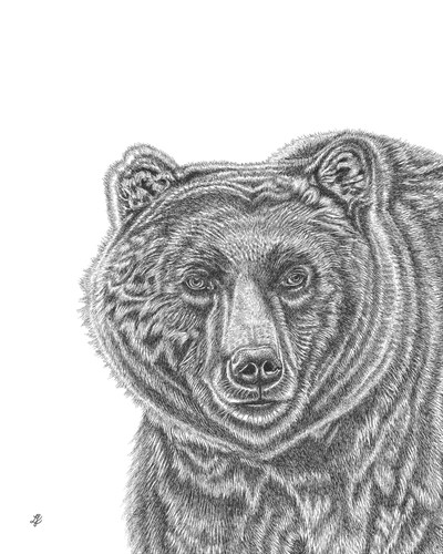 Bear Portrait - Lucy Francis