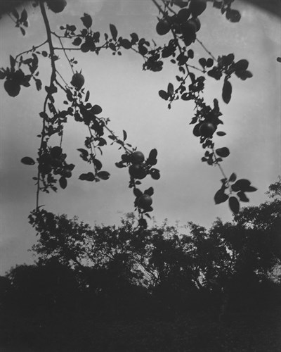 Branche de pommier, 1922-1923 - Eugene Atget