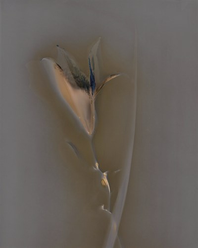 Nature Fade - Shine - Sarah Hart Morgan