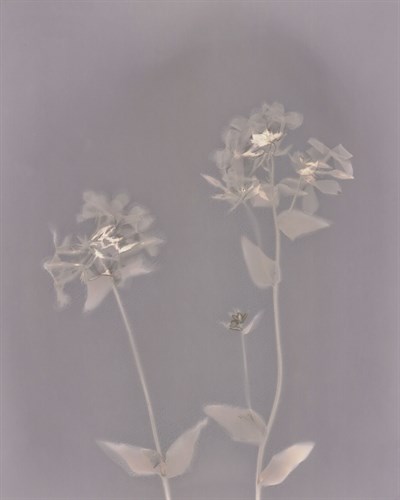 Nature Fade - Gleam - Sarah Hart Morgan