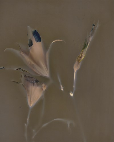 Nature Fade - Flare - Sarah Hart Morgan