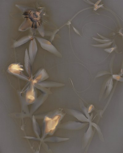 Nature Fade - Luster - Sarah Hart Morgan