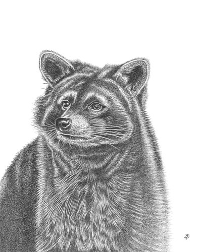Raccoon Portrait - Lucy Francis