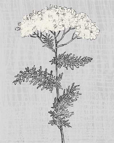 Pure Garden - Bloom - Belle Poesia