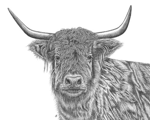 Highland Study - Lucy Francis