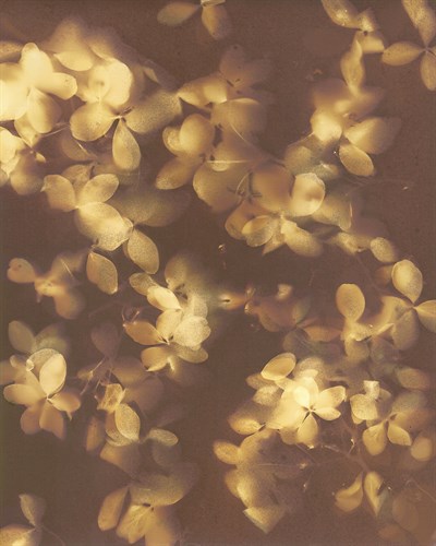 Fall Lumen - Scatter - Sarah Hart Morgan