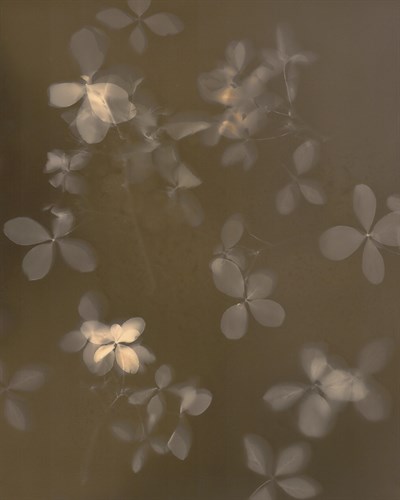 Fall Lumen - Diffuse - Sarah Hart Morgan