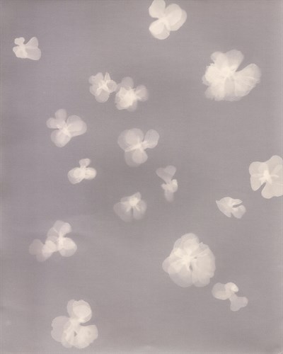 Fall Lumen - Sprinkle - Sarah Hart Morgan