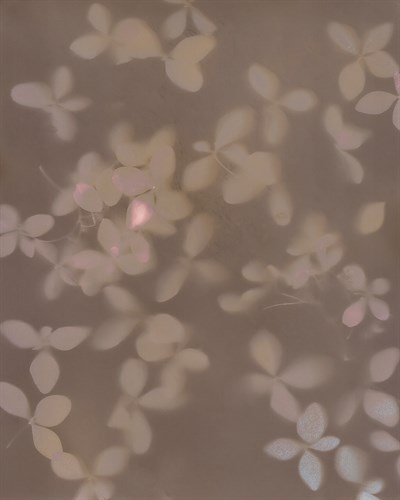 Fall Lumen - Flow - Sarah Hart Morgan