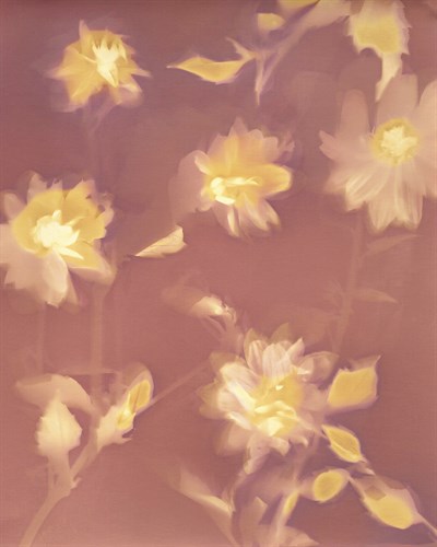 Fall Lumen - Radiate - Sarah Hart Morgan