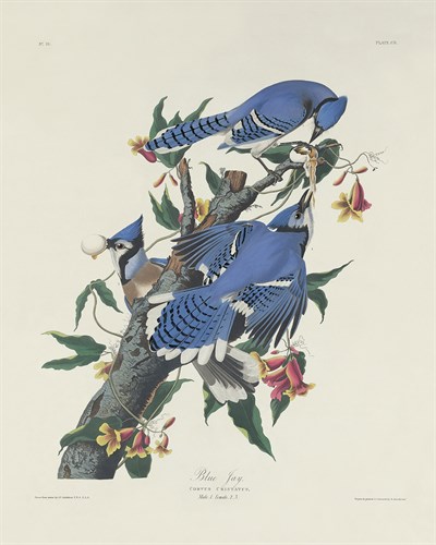 Blue Jay - James Audubon